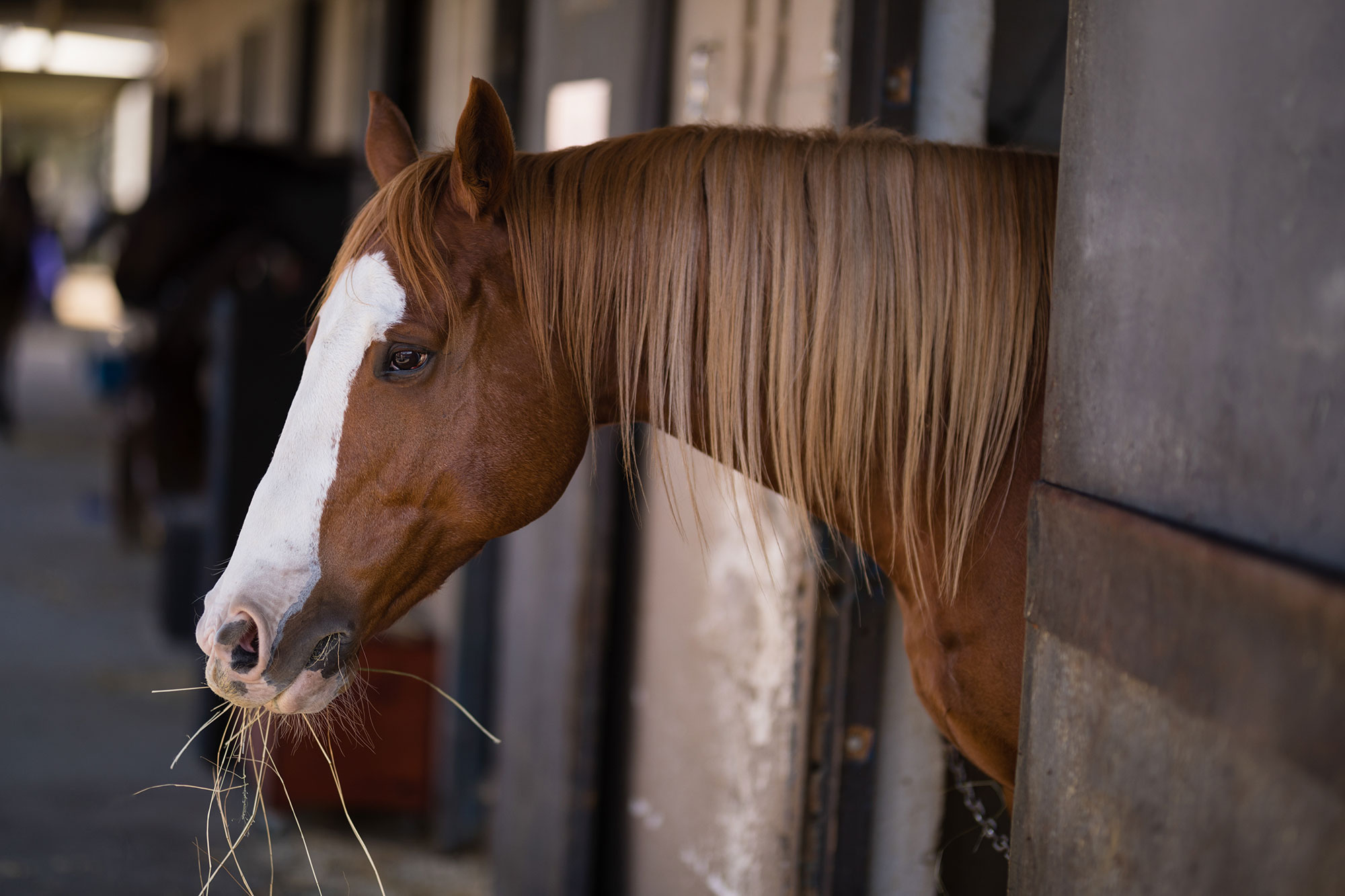 brown-horse-at-stable